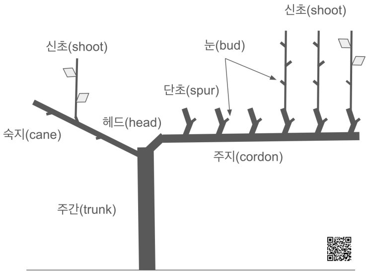 양조용 포도나무의 전정 및 수형관리 : 네이버 블로그