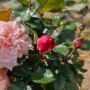 로즈데이 장미꽃 선물! 연분홍 넝쿨장미 땅장미 미니장미