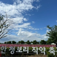 (경남 함안) 강나루 생태공원 함안 청보리 작약 축제 | 사진찍기 좋은곳, 경남 꽃축제 | 경남 가볼만한 곳