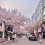 상수동 벚꽃(2024.04.08)