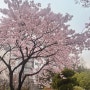 서현동 벚꽃(2024.04.08)