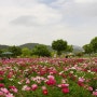 봄꽃이 아름다운 울산 태화강 국가정원