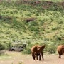 나미비아(Torra, Namibia): 도전, 토라에서의 사막코끼리(desert elephants)와의 장대한 만남