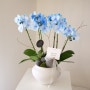스승의날 존경하는 은사님께 드리는 감사의 블루 아바타 호접란 화분 대학교 대학원 꽃배달