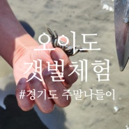 경기도 주말 오이도 갯벌체험 후기- 동죽 해감, 시화나래 휴게소