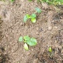 주말농부 5월 텃밭 가꾸기 작물 종류 / 시내 모종가게 풍경 / 모종 심기