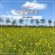 인천 계양꽃마루 유채꽃 실시간 반려견 주차장