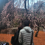 벚꽃 매화 단풍 명소 유시마 텐만구, 일본 도쿄 여행지 신사 추천
