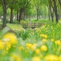 경남 5월 가볼만한 곳 - 거창 창포원 아리미아꽃축제(샤스타데이지, 작약)