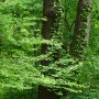 가평 잣향기 푸른숲 - 잣 향기 온 숲을 맴돌다.