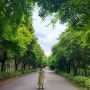 천안 독립기념관 단풍나무숲길 야간개장 (별 헤는 밤) 산책하기 좋은곳