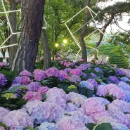 [대전]유성온천공원은 봄꽃전시회 중, 수국도 벌써(240504)