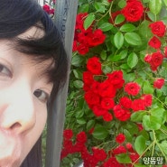 5월 울산 꽃축제 울산대공원 장미축제 입장료 프로그램 정보