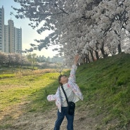 순식간에 스쳐지나간 벚꽃 추억 김포 사우 이쁜 벚나무 스팟 계양천 산책로 김포