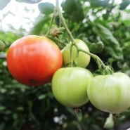 토마토 - 토마토 재배기술