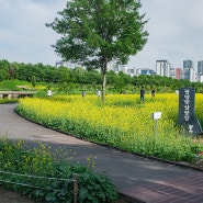 봄날의 화사한 광명해살광장 유채꽃(2024-5-12)