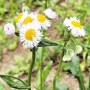 [식물 이야기] 봄망초 - '계란프라이' 닮은 꽃… 개망초와 달리 줄기 속 비어 있죠
