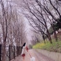 4월 6일 ฅ^•ﻌ•^ฅ 와 벚꽃 구경