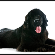 뉴펀들랜드 초대형견 종류 특징 및 성격 좋은 강아지