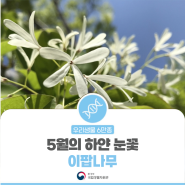 [우리생물 6만종] 5월의 하얀 눈꽃, 이팝나무