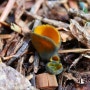예쁜술잔버섯 - Caloscypha fulgens