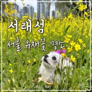 서울 서래섬 유채꽃 명소 5.13. 실시간 개화 상황 반포한강공원 주차