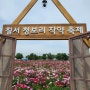 2024.05.12. 함안 장춘사, 함안 작약청보리축제, 진주 철도문화공원-드라마연인 한복전