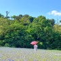 남양주 한강공원 삼패지구 수레국화, 주차꿀팁과 헉 소리나는 풍경