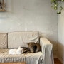 [부산 수영 카페] 망미동 고양이가 있는 빈티지 식물 카페 '그린노마드' (주차위치)
