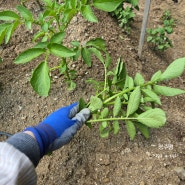 감자키우기 재배 씨감자 심기후 텃밭비료 추비하기, 감자잎 줄기 순치기