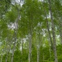 [인제여행]인제 가볼만한곳 원대리 자작나무숲