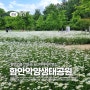 경남 함안 꽃구경, 샤스타데이지 명소, 함안 악양생태공원