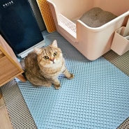 고양이화장실매트 봄맞이대청소 고양이모래매트 교체했어요