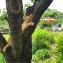 [포항 도음산 카페] 고양이와 정원이 있는 '해밀 커피숍'💚