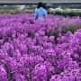 영천 생태지구공원 보라유채꽃 만개 5월 꽃구경 가볼만한 곳