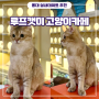 [홍대] 이색데이트 실내데이트 고양이카페 - 루프캣미 홍대점