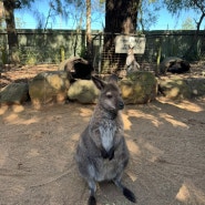 호주 시드니 블루마운틴 투어 패더데일 동물원 관람 및 캥거루 코알라 쿼카 후기