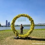 2024 한강 서래섬 유채꽃 축제 기본정보 아쉬운 개화상황 5월축제