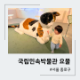 서울 국립민속박물관 고양이 전시 요물