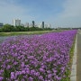 영천 생태지구공원(봄산책-네모)