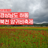 경남 하동 5월 꽃구경 가볼만한곳 북천 양귀비축제 실시간 포토존