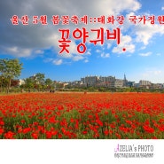 울산 5월 봄꽃축제 :: 태화강 국가정원 꽃양귀비 (1부) 【24년5월11일】