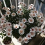 목마가렛 키우기 5월 또한 예쁜 꽃을 볼 수 있어 좋다