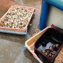 선도리갯벌체험장 조개잡기 꿀팁과 갯벌민박 후기