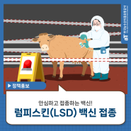 럼피스킨(LSD) 백신, 안심하고 접종하세요💉