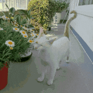 고양이 입양후 키울때 주의사항: 고양이에게 위험한꽃과 안전한식물 튤립 카네이션