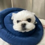 부천 지중해동물병원, 강아지 슬개골탈구 수술 비용 3기 한달 후 리뷰