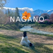 일본 나가노현 소도시 설산과 벚꽃을 동시에 볼 수 있는 오이데 공원