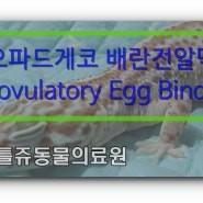 레오파드게코 배란전알막힘(Preovulatory Egg Binding) - 리틀쥬동물의료원