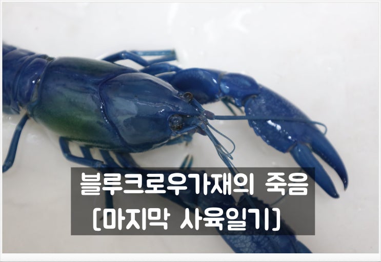 민물 가재키우기 블루크로우가재의 죽음 : 네이버 블로그